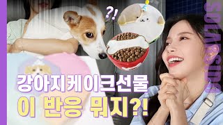견생 첫 강아지 케이크를 보았다... 반응이ㅋㅋㅋ