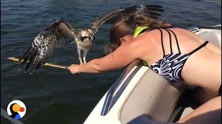 Drowning Osprey Bird Rescued by BRAVE Woman | The Dodo