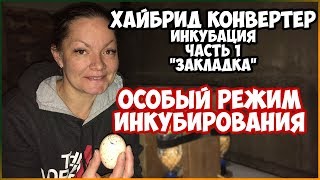 Хайбрид конвертер. Особый режим инкубирования. Инкубация чать 1. Закладка