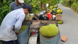 Giá mít thái hôm nay ngày 11/01/2020 hạ nhiệt