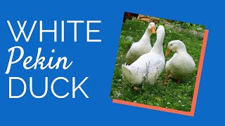 Pekin Ducks | Chickens for Backyards