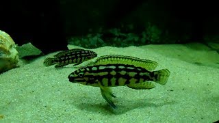 Юлидохромис Марлиера (Julidochromis Marlieri).