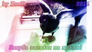 Голубь залетел на кухню!