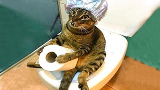 Dogs  And  Cats In Funny Situations  - Try Not To Laugh