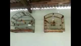 trinca ferro bravox do beto rp