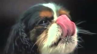 Dogs Shaking in Slow Motion