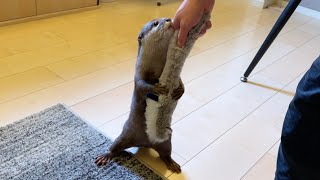 タヌキを大事そうに抱える仕草が可愛いカワウソ A cute otter holding a raccoon dog with care.
