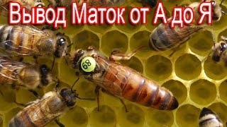 Промышленное Пчеловодство  Вывод маток от А до Я.