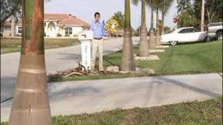 Royal Palm Problem