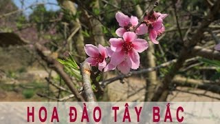 HOA ĐÀO TÂY BẮC