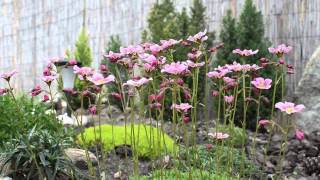 Saxifraga