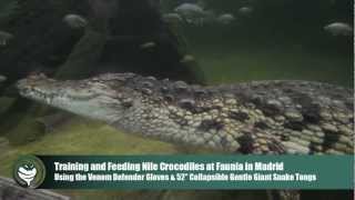 Training Nile Crocodiles using Venom Defender Gloves and Gentle Giant Snake Tongs