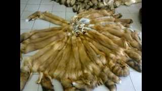 Шкуры Камчатской лисы выделанные