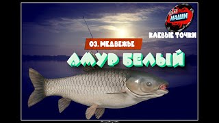 НАШИ КЛЕВЫЕ ТОЧКИ - Русская рыбалка 4 | Карп - Белый Амур на о. Медвежье 55 33