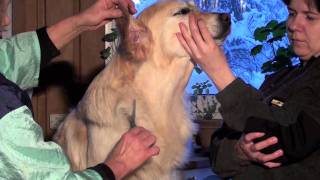 Golden retriever grooming-3/Стрижка золотистого (голден) ретриера-3