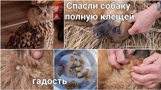 Вместо распаковки посылок распаковали новую собаку. Новый питомец в @Izbushka ?