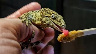 Маленький гигантский бананоед по имени Плесень и немного недовольной совы Гнуся