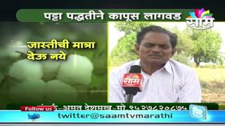 Amrut Deshmukh's Patta paddhatine kapus lagvad