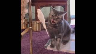 мур мяу ,очень кушать хочется #shorts