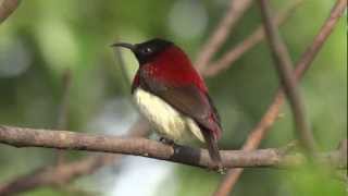 Crimson-backed Sunbird.