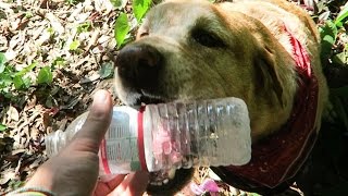 DOGGY LIKES TO RECYCLE!
