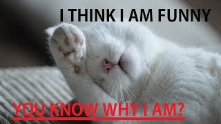 Funny Cats Compilation [Most See] Funny Cat Videos Ever