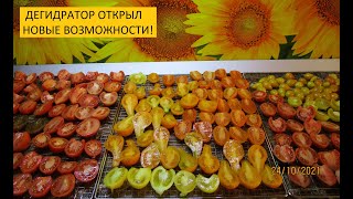 Томатные чипсы в дегидраторе. Перерабатываю томаты, созревшие в подвале.
