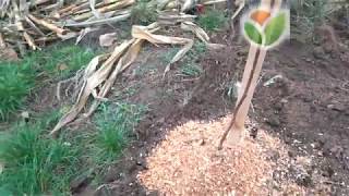 Посылка с Agro-market.net. Саженцы деревьев. ХУРМА. 2017