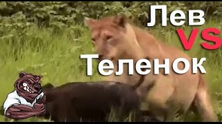 Опасные животные. Дикие животные. Лев против теленка