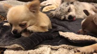 Teeny tiny chihuahua puppy is adorable.. but wait till you see what’s behind him..