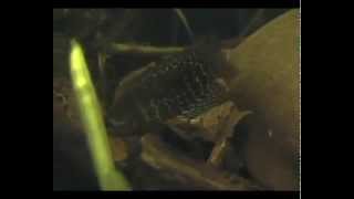Ктенопома восьмиполосая Ctenopoma fasciolatum, Microctenopoma fasciolatum