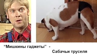 "Мишкины труселя" - очередная течка у собаки, меряем трусы.