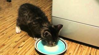 Котёнок лакает молоко из блюдца