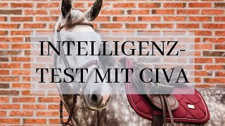 Wie intelligent ist Civa? - Intelligenztest für Pferde