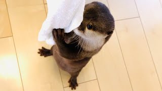 カワウソさくら お腹をぽん！と叩くとロック解除されるカワウソ otter that unlocks when you hit your stomach