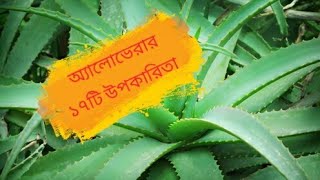 অ্যালোভেরার বিস্ময়কর উপকারিতা।