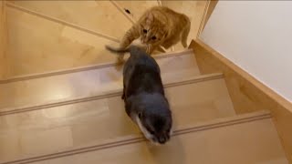 帰宅直後こっそり２階に登った飼い主の元に一瞬でカワウソが駆け寄って来た！ In an instant, otter came running up to dad who was upstairs!