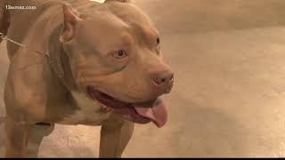 American Bully Kennel Club Dog Show held at the fairgrounds