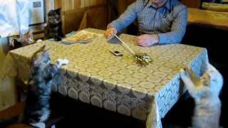 мейн кун котята 3 месяца
