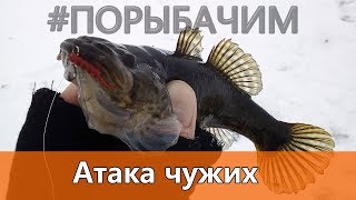 Как поймать ротана на блесну? Обзор новой удочки. Первый лёд 2019-2020
