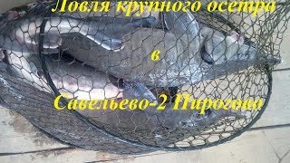 Ловля крупного осетра в Подмосковье !