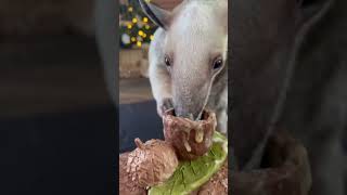 Happy Thanksgiving