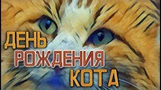 ДЕНЬ РОЖДЕНИЯ КОТА! ✦ КОТОЖИЗНЬ! 5 декабря 2017