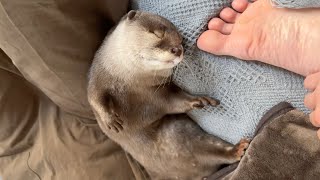 お腹膨らんだり引っ込んだりして眠るカワウソがかわいい Cute otter sleeping with its belly bulging and retracting.