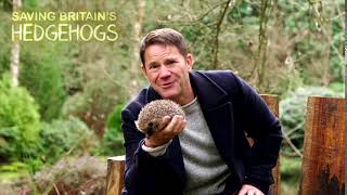 Saving Britains Hedgehogs Channel  5