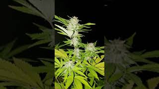 Ak47 outdoor grow
