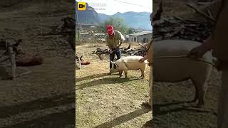 Matando porco