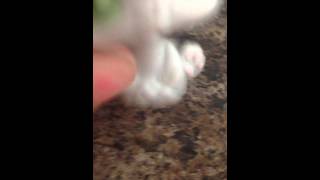 Lps screaming cat