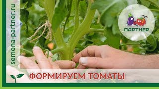 ФОРМИРОВАНИЕ ТОМАТОВ