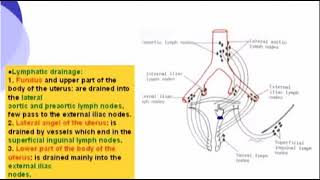26 Pelvis Blood Supply & Lymphatic drainge of Uterus